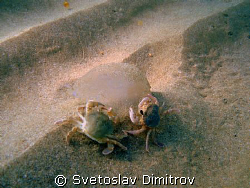 Two crabs eating the jelyfish. It seems taht they are try... by Svetoslav Dimitrov 